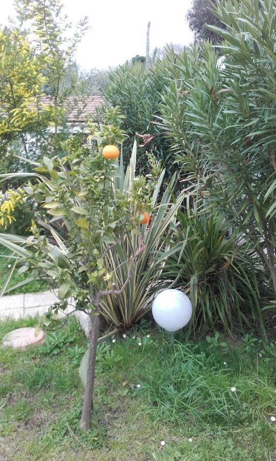 Hotel Clair Logis Argelès-sur-Mer Dış mekan fotoğraf